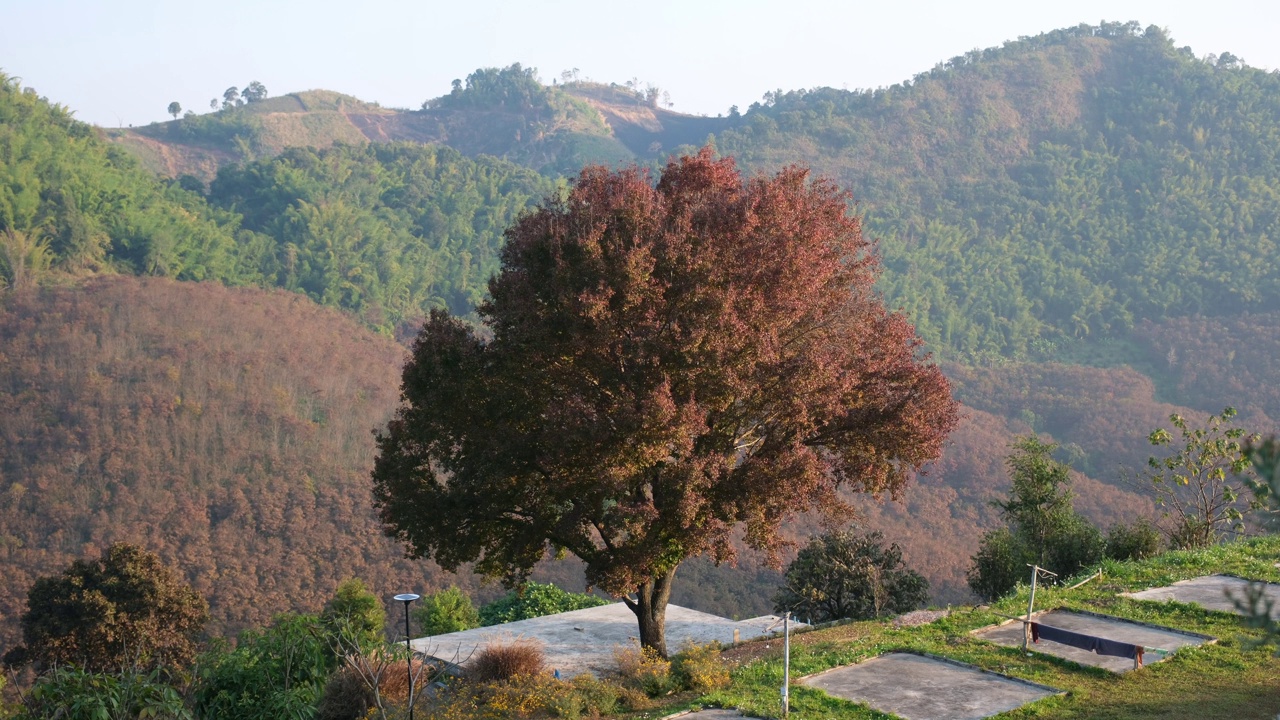 秋天的树和山视频素材