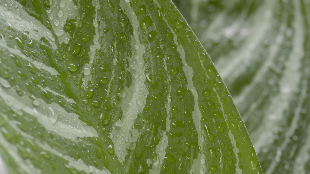 雨点落在花叶上，滚落在他们身上视频素材