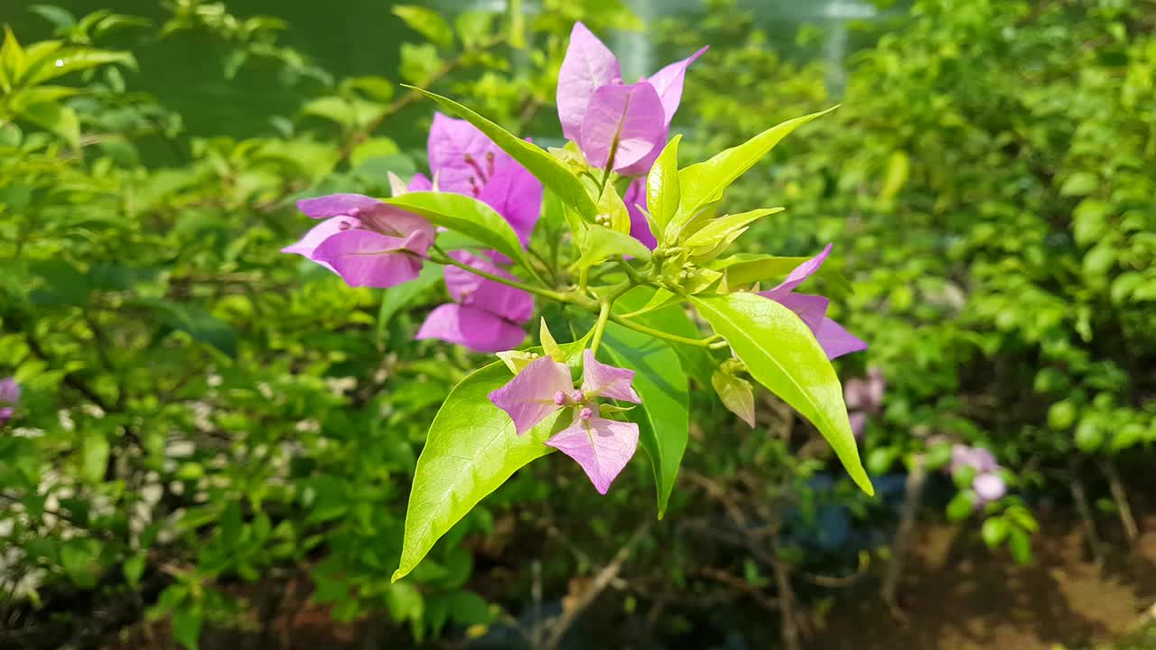 粉红色的三重干花视频素材