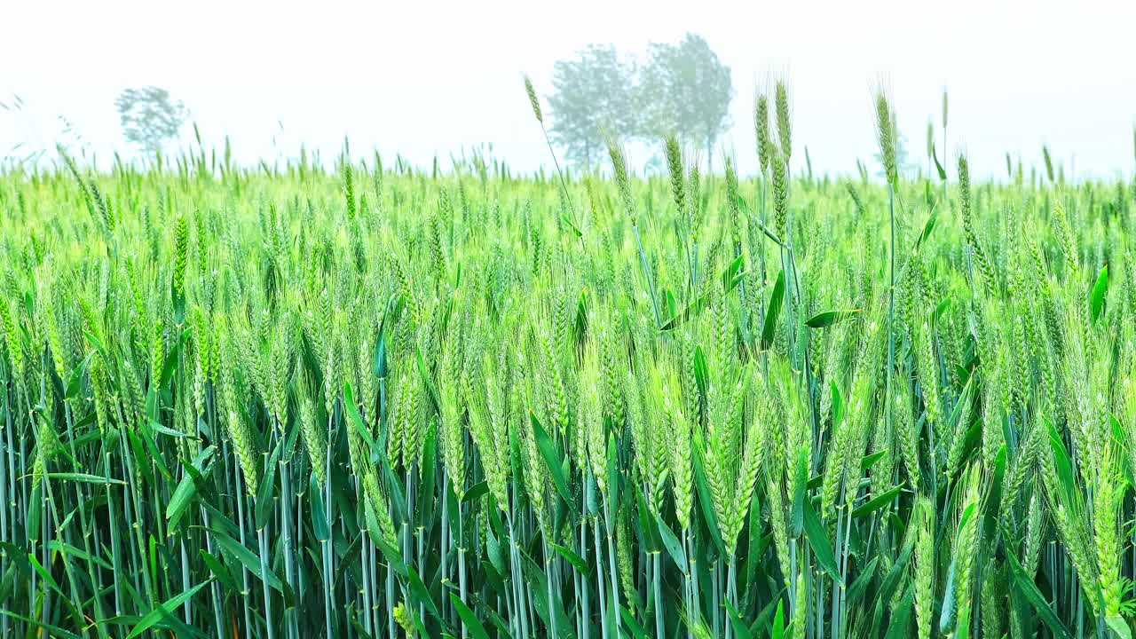 雨中绿色的麦穗视频素材