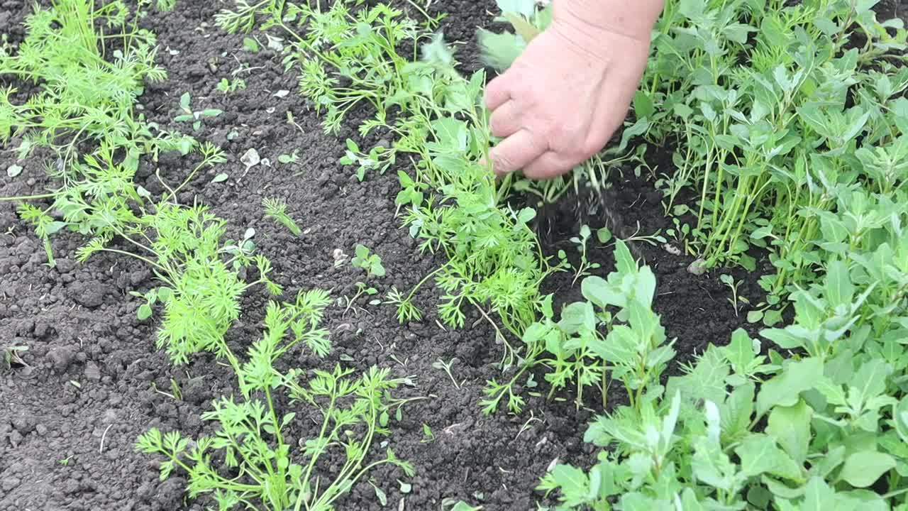 一个女人用胡萝卜除草。双手清理杂草视频素材