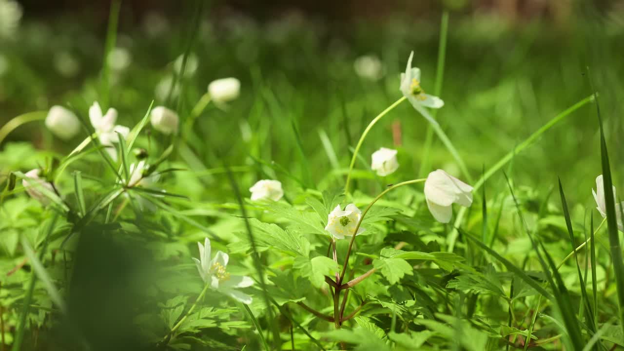 森林里美丽的春季景观全景，初绽鲜花。有选择性的重点。自然背景与植物和软焦点。视频素材