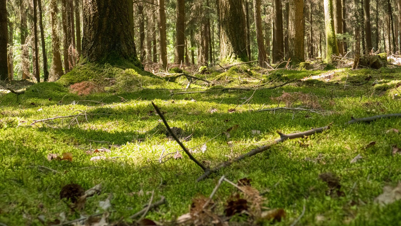 夏天，苔藓覆盖的森林地面视频素材