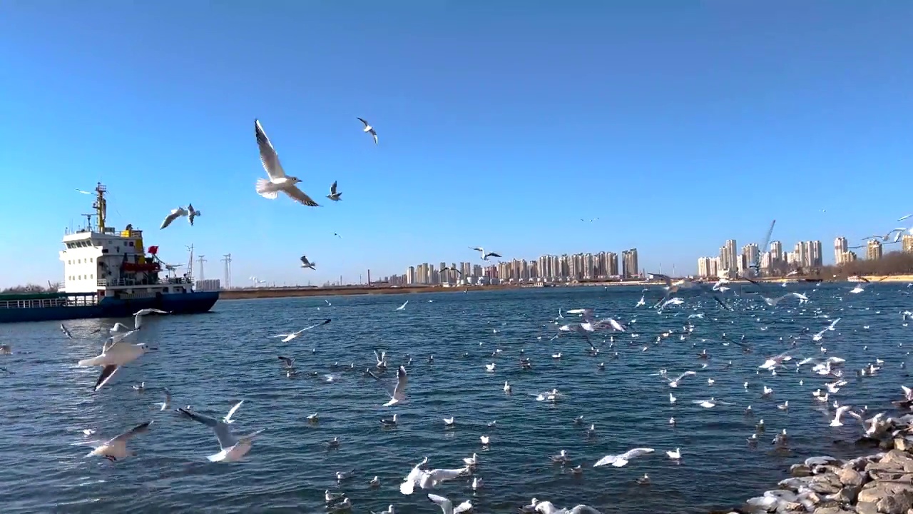 海鸥在海边视频素材