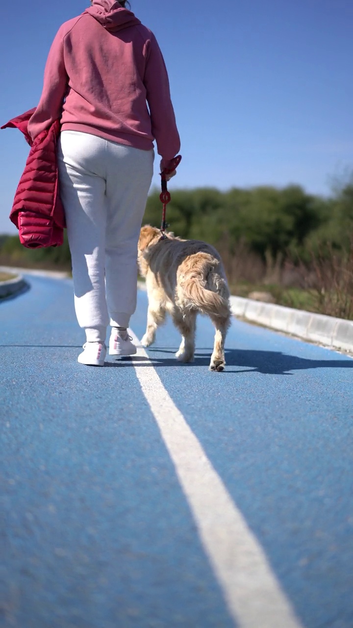 优雅成熟的女人与美丽的金毛猎犬在一个阳光明媚的冬日散步小径上放松地散步视频素材