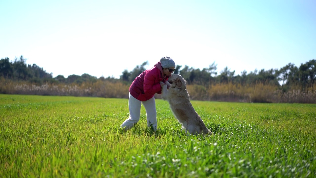 女子带着金毛猎犬在绿油油的麦田里玩耍视频素材