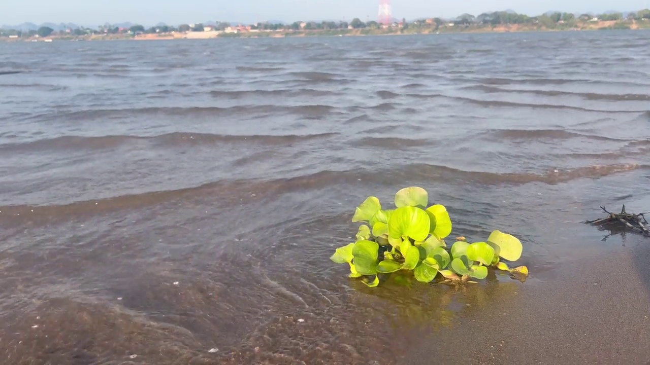 岸边的海浪和海草视频素材