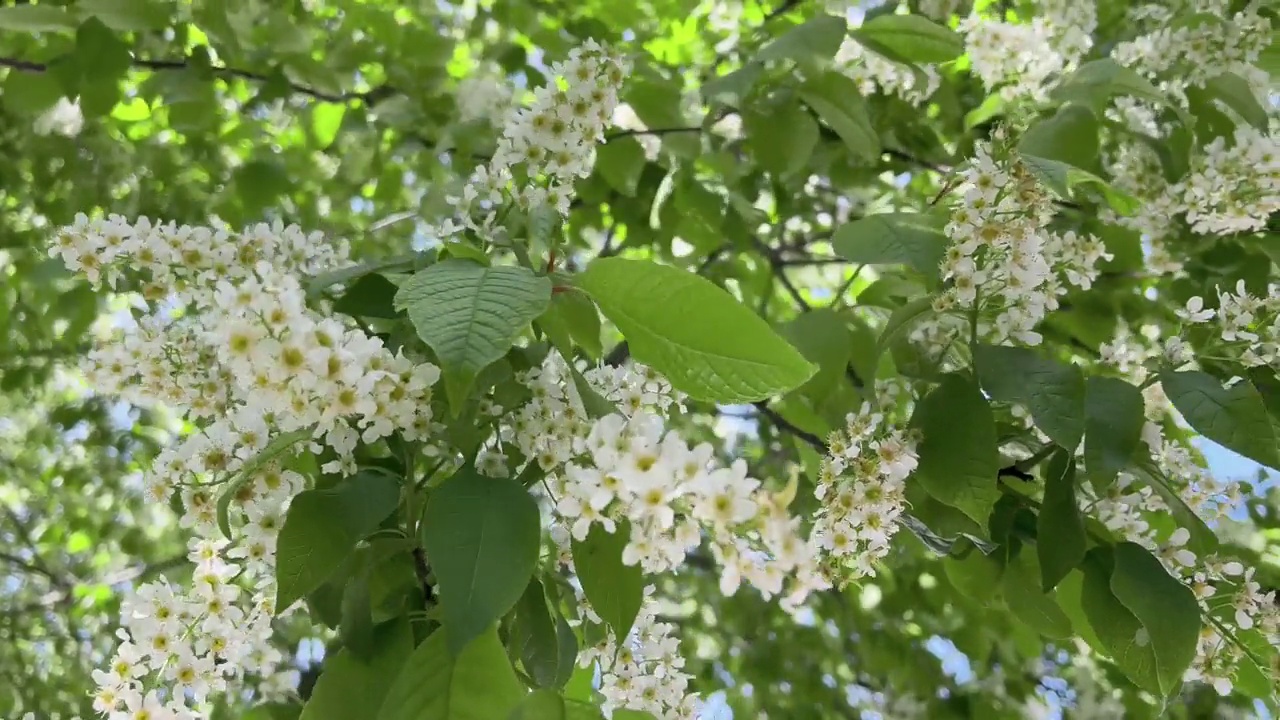 开花的鸟樱桃树(Prunus Padus)。在一个阳光明媚的春日，一棵盛开的白鸟樱桃树。选择性聚焦，自然背景。视频素材