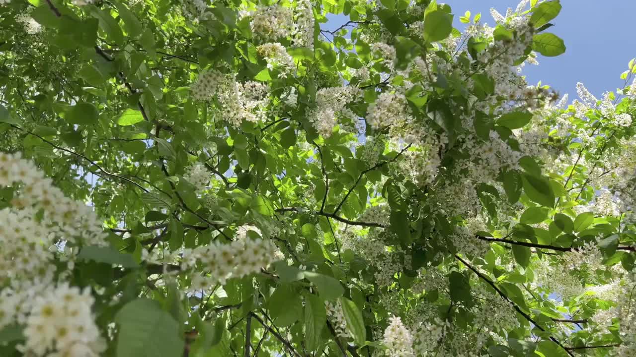 开花鸟樱桃树，小李子视频素材