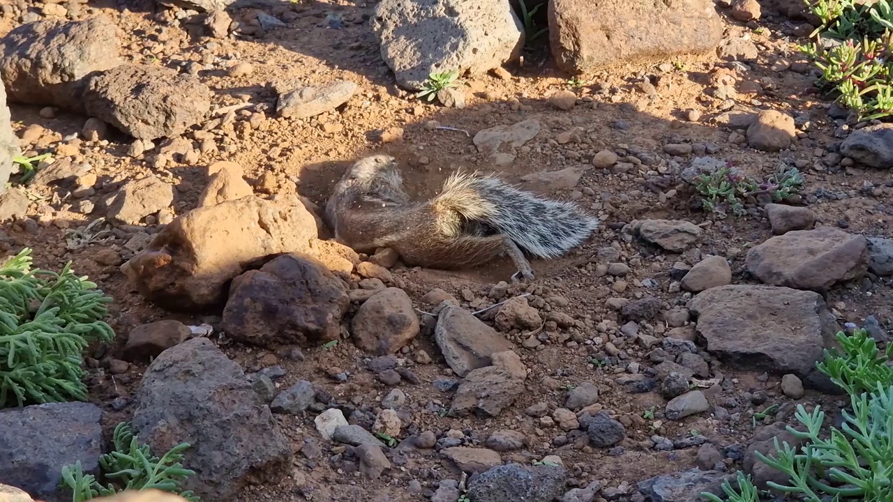 松鼠在地上打滚视频下载