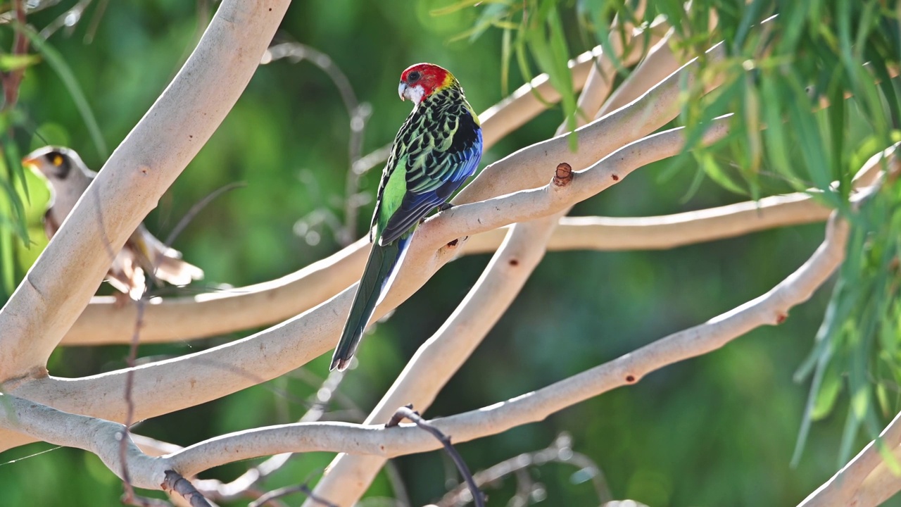 东罗塞拉（Platycercus eximius）视频素材