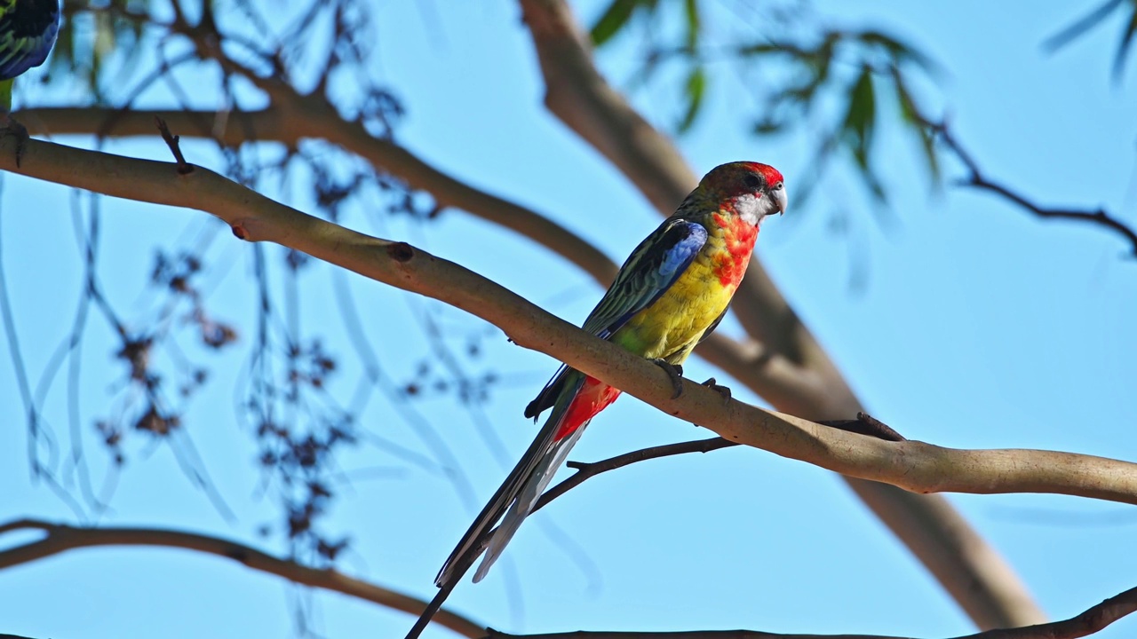 东罗塞拉（Platycercus eximius）视频素材