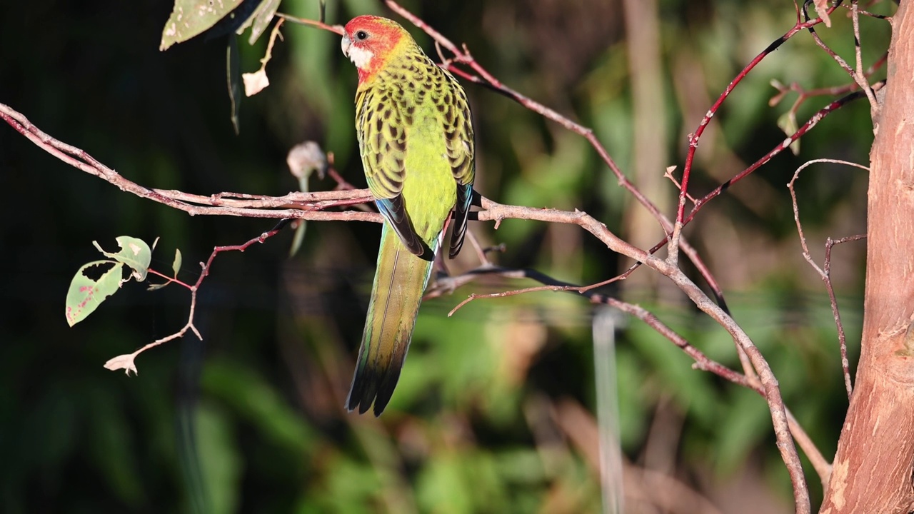 东罗塞拉（Platycercus eximius）视频素材