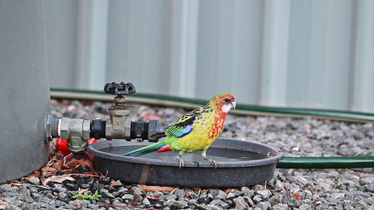 东罗塞拉（Platycercus eximius）视频素材