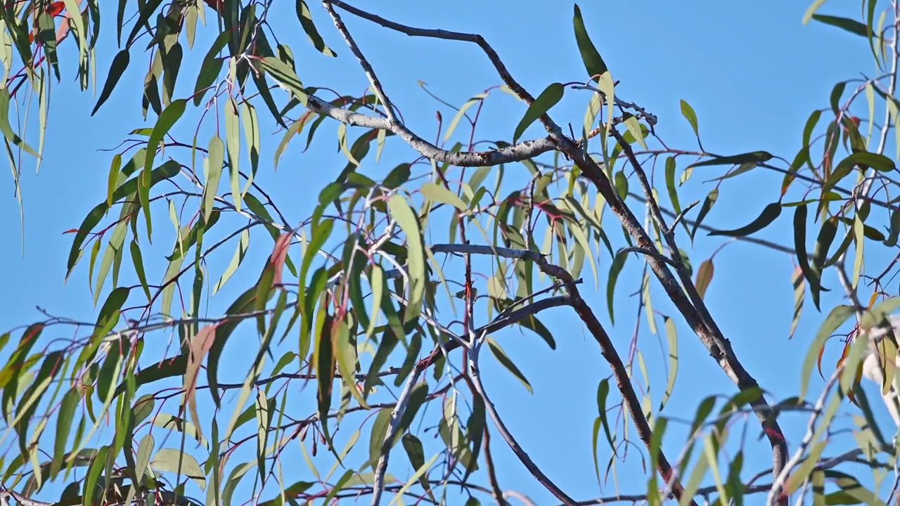 硫磺凤头鹦鹉(Cacatua galerita)视频素材