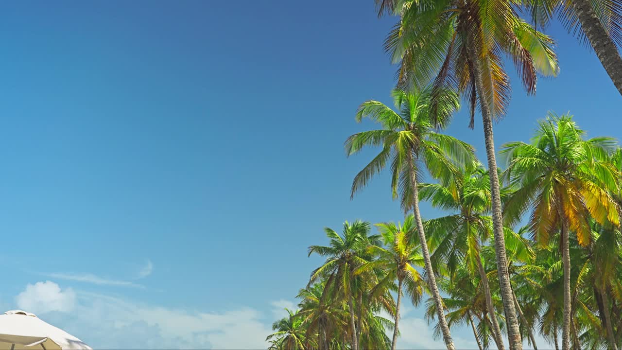 热带加勒比岛海滩上的椰子树视频素材