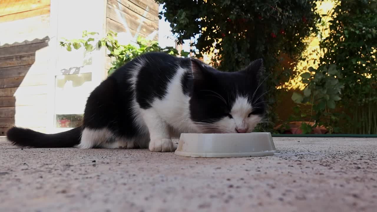 流浪猫在街上吃东西。无家可归的猫从白色盘子里吃饲料视频素材