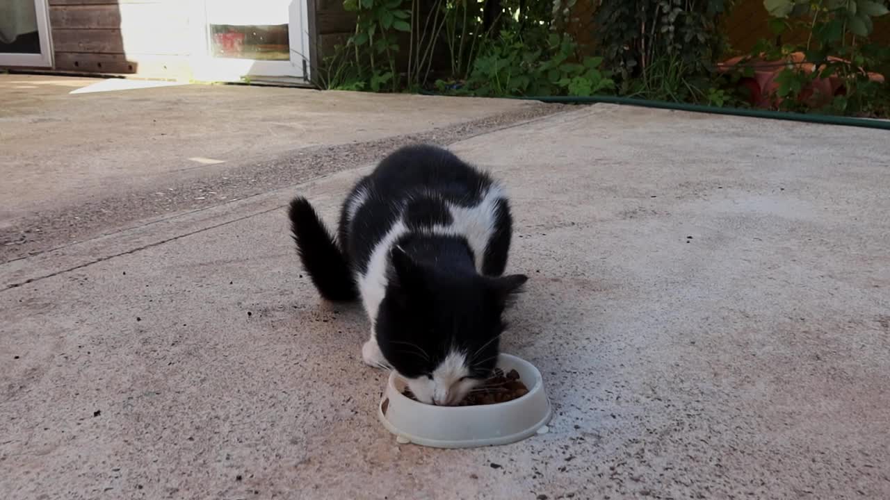 流浪猫在街上吃东西。无家可归的猫从白色盘子里吃饲料视频素材