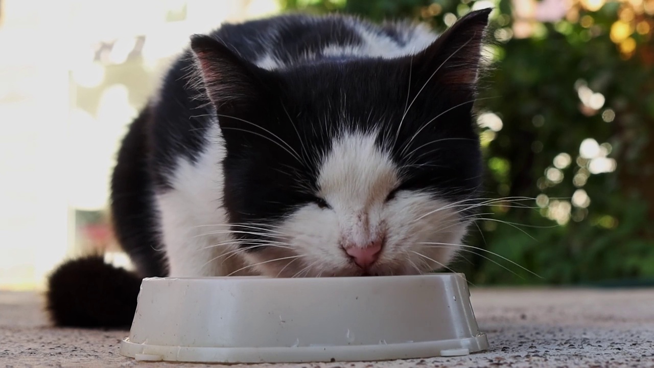 流浪猫在街上吃东西。无家可归的猫从白色盘子里吃饲料视频素材