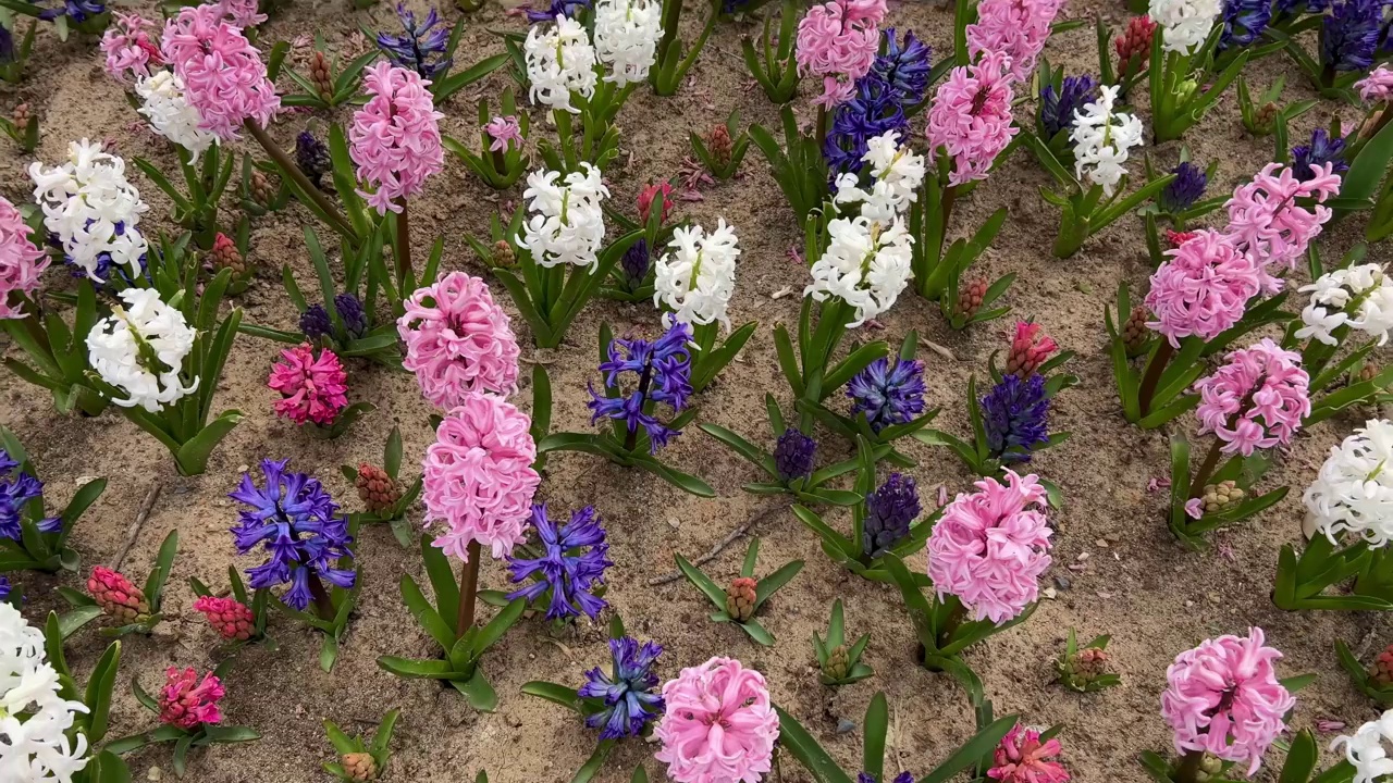 花园里五颜六色的风信子花视频素材