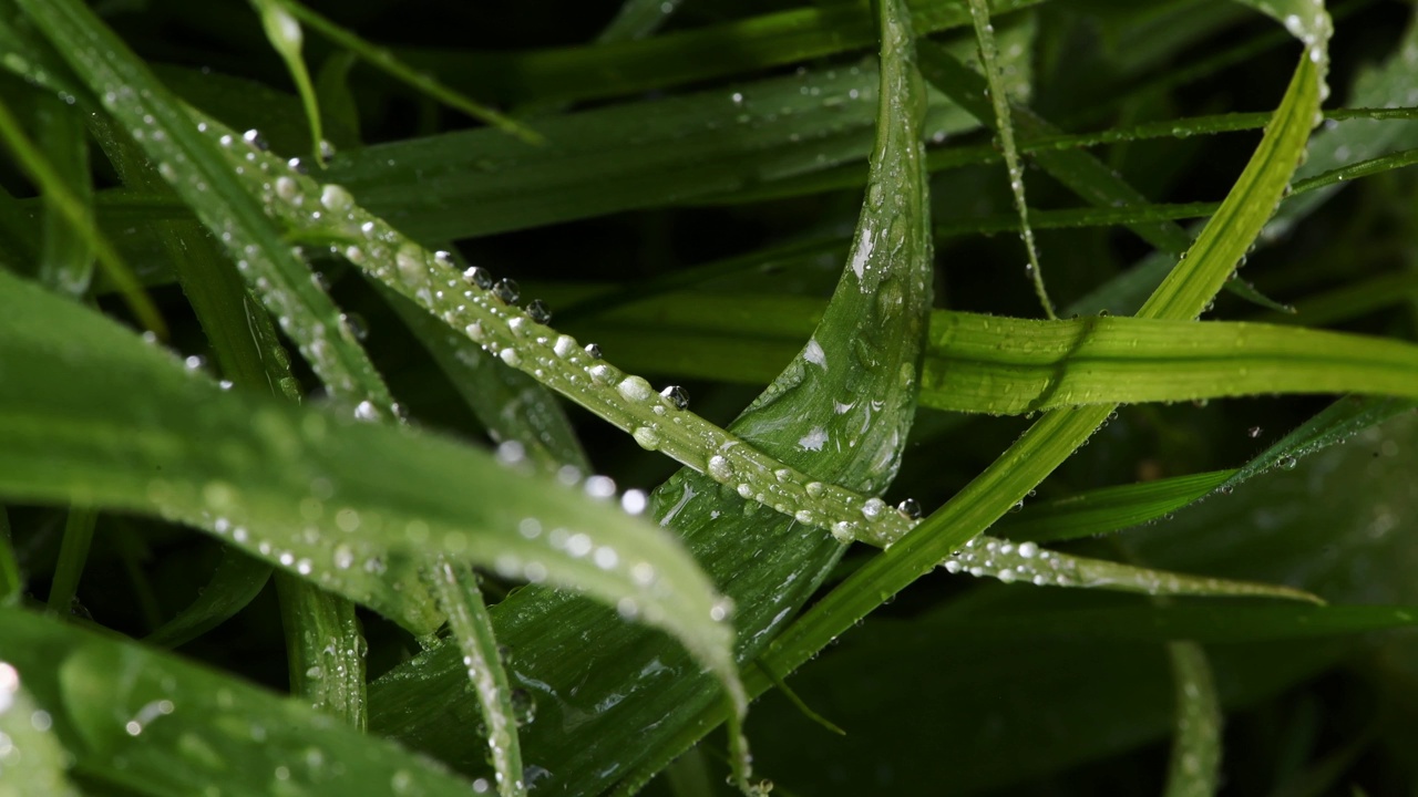 草地上的水滴特写视频素材