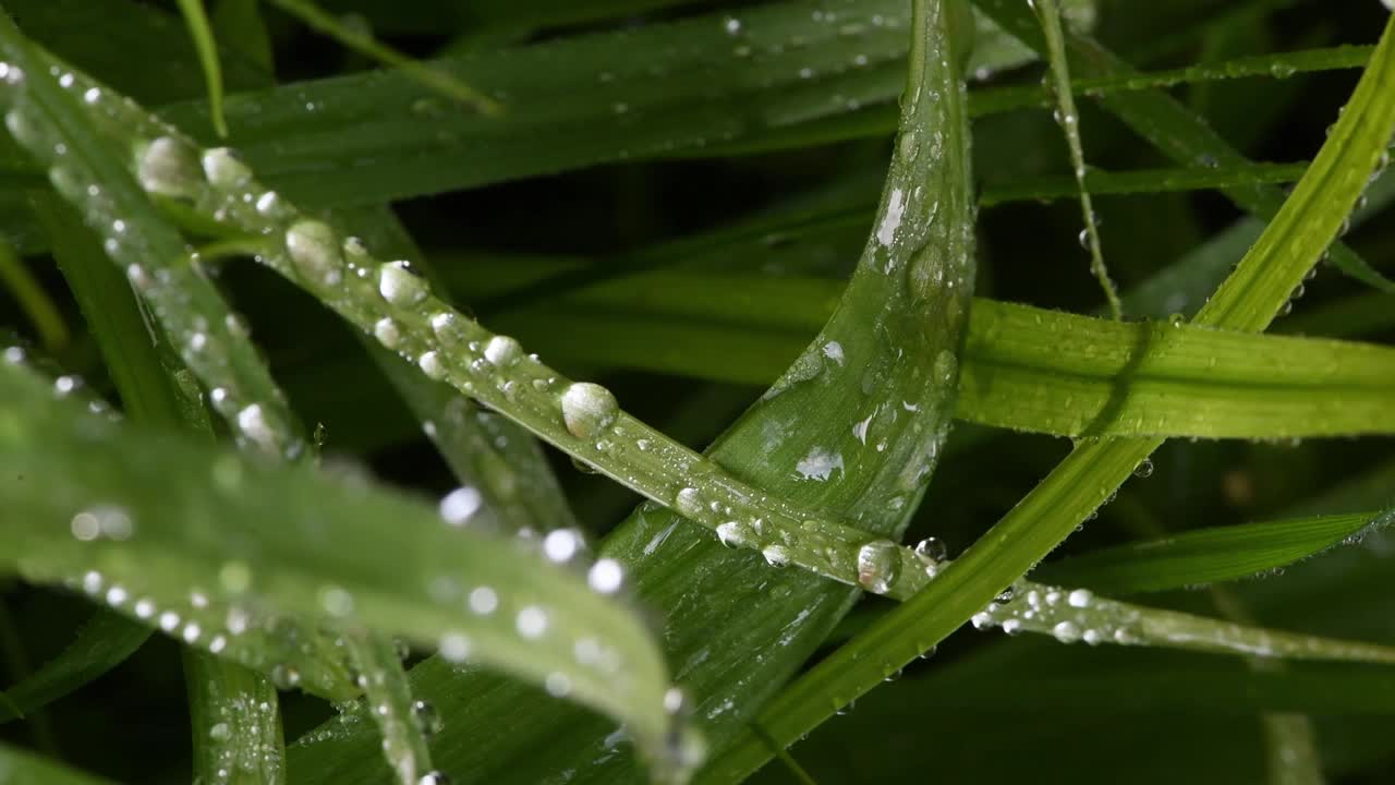 草地上的水滴特写视频素材