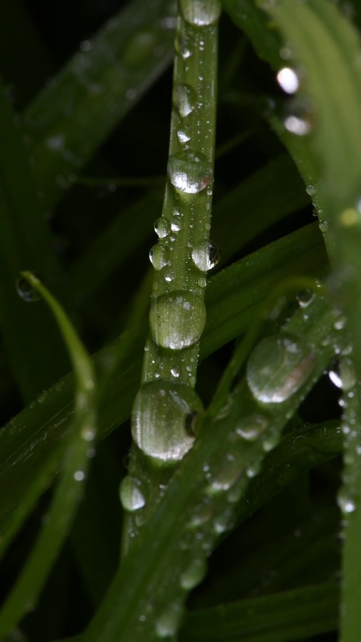 草地上的水滴特写视频素材