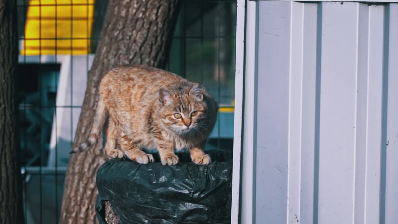 无家可归和饥饿的猫吃地板上的剩菜视频素材