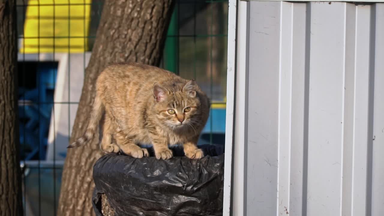 无家可归和饥饿的猫吃地板上的剩菜视频素材