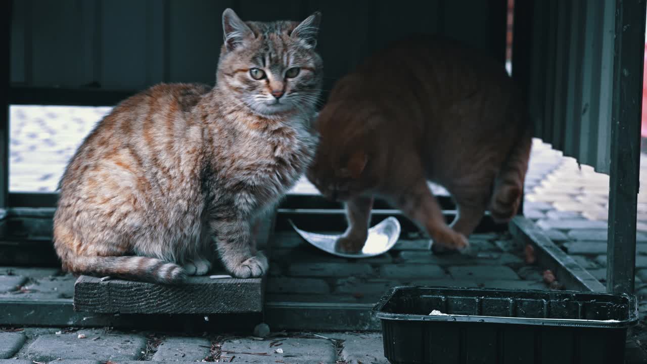 无家可归和饥饿的猫吃地板上的剩菜视频素材