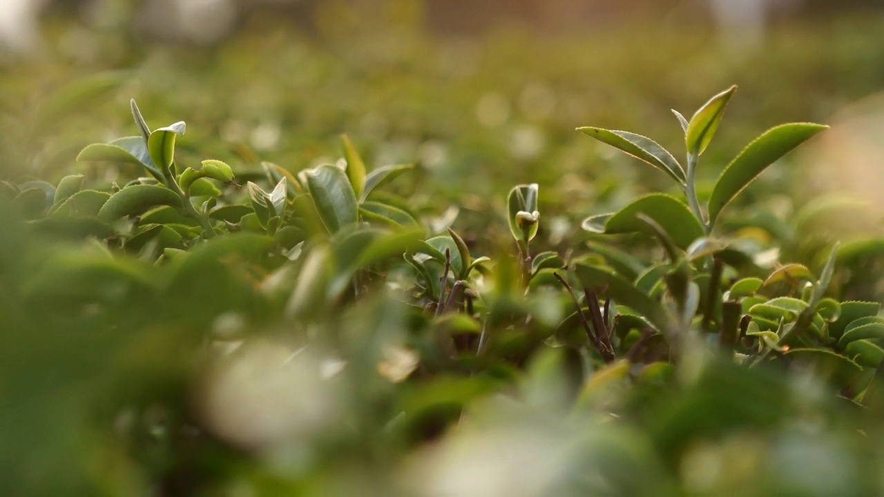 茶树有机农场的绿茶叶田植物。近距离拍摄茶树种植园，清晨山峦翠绿的自然背景。农场种植的新鲜嫩芽草本绿茶树视频素材