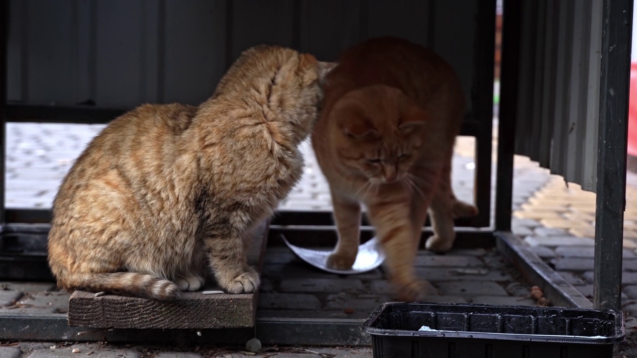 无家可归和饥饿的猫吃地板上的剩菜视频素材