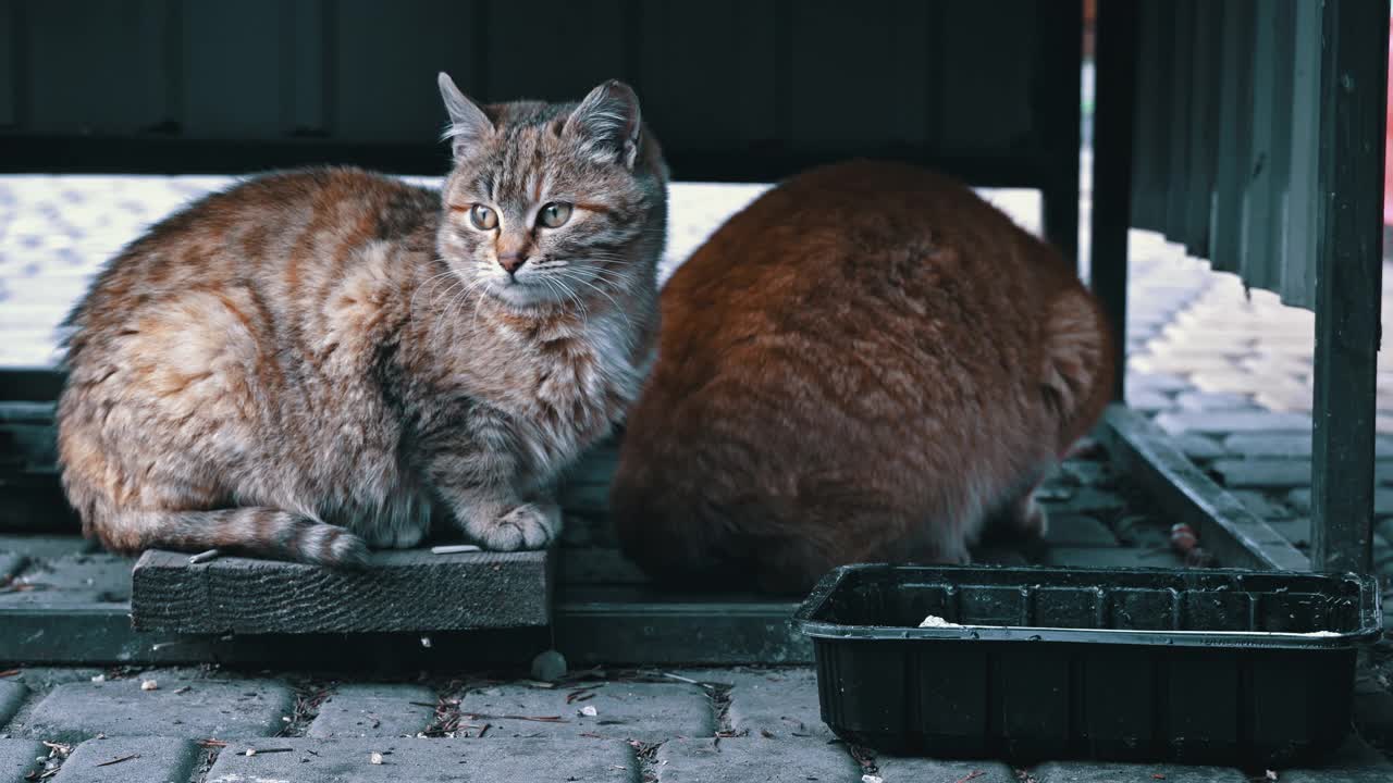 无家可归和饥饿的猫吃地板上的剩菜视频素材