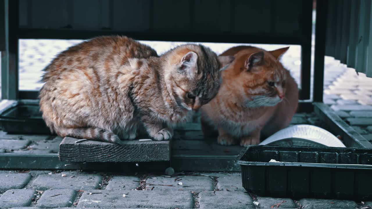 无家可归和饥饿的猫吃地板上的剩菜视频素材