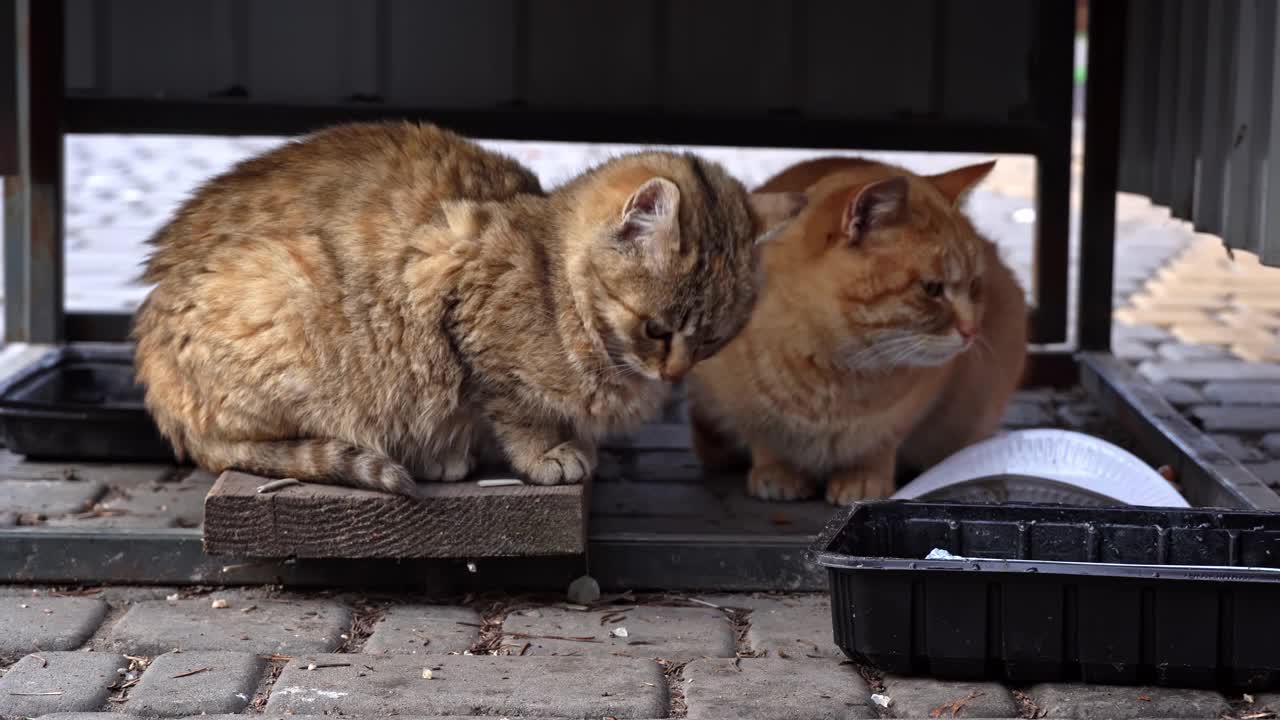 无家可归和饥饿的猫吃地板上的剩菜视频素材