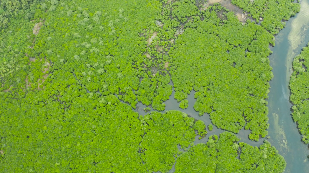 红树林和河流的鸟瞰图。视频素材