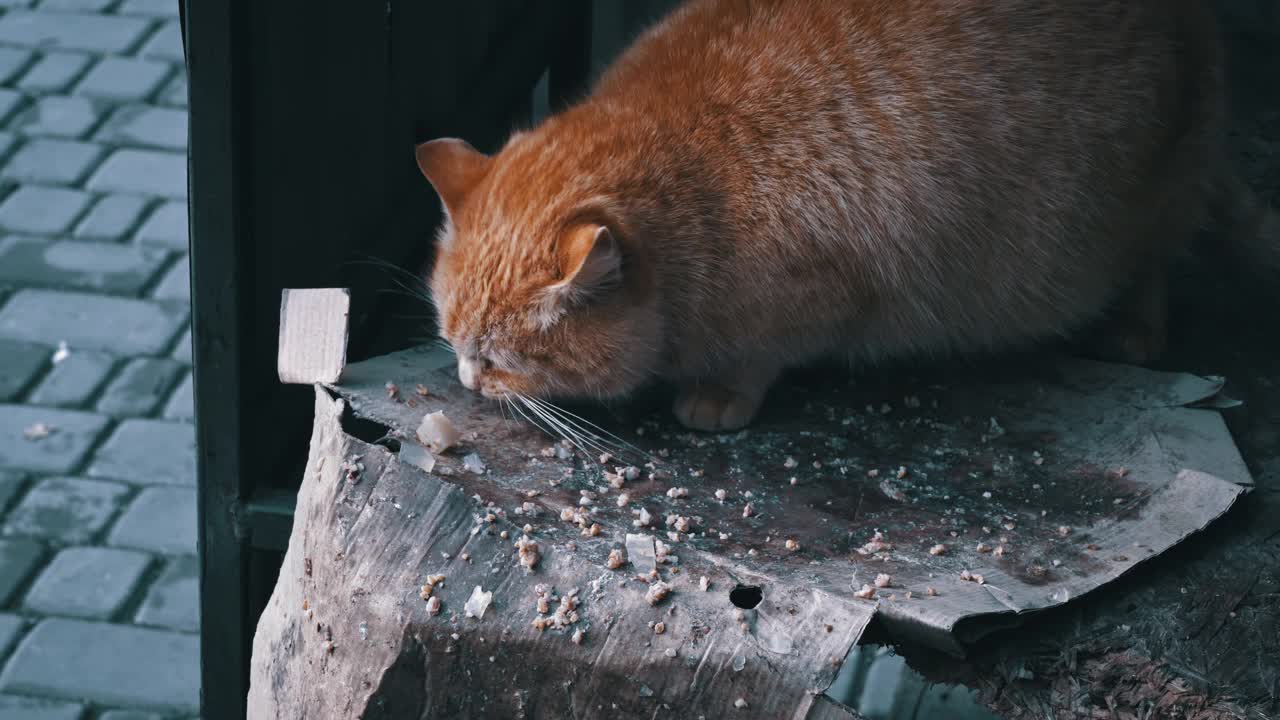 无家可归和饥饿的猫吃地板上的剩菜视频素材