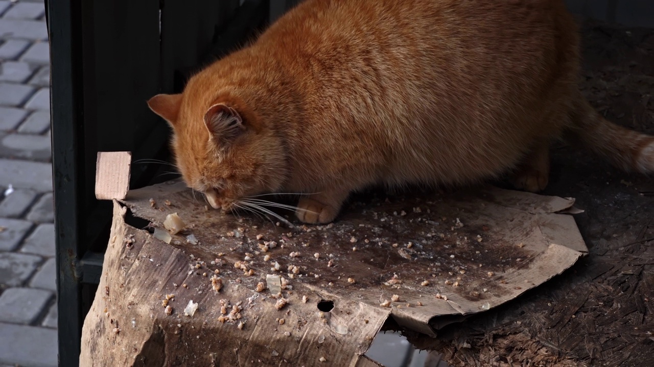 无家可归和饥饿的猫吃地板上的剩菜视频素材