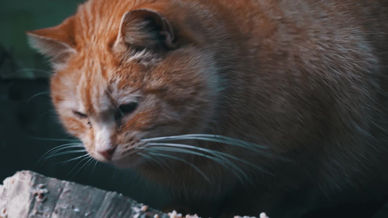 无家可归和饥饿的猫吃地板上的剩菜视频素材