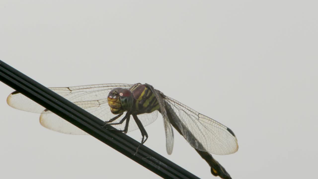 一只绿色的蜻蜓、细长的掠食者或绿色的沼泽鹰(orthetrum sabina)栖息在电信电缆上视频素材