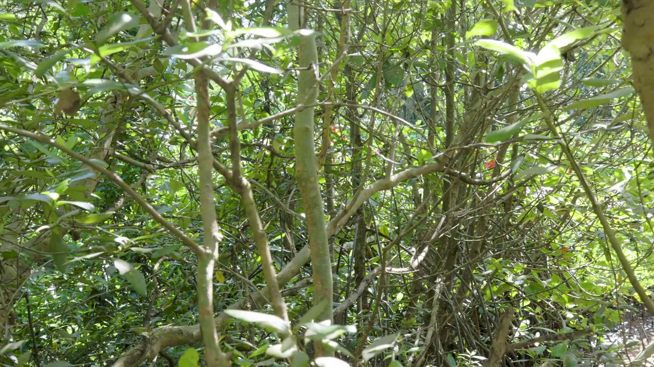 在阴凉的红树林(盐生植物)的观点，保护暴露在烈日和强风视频素材