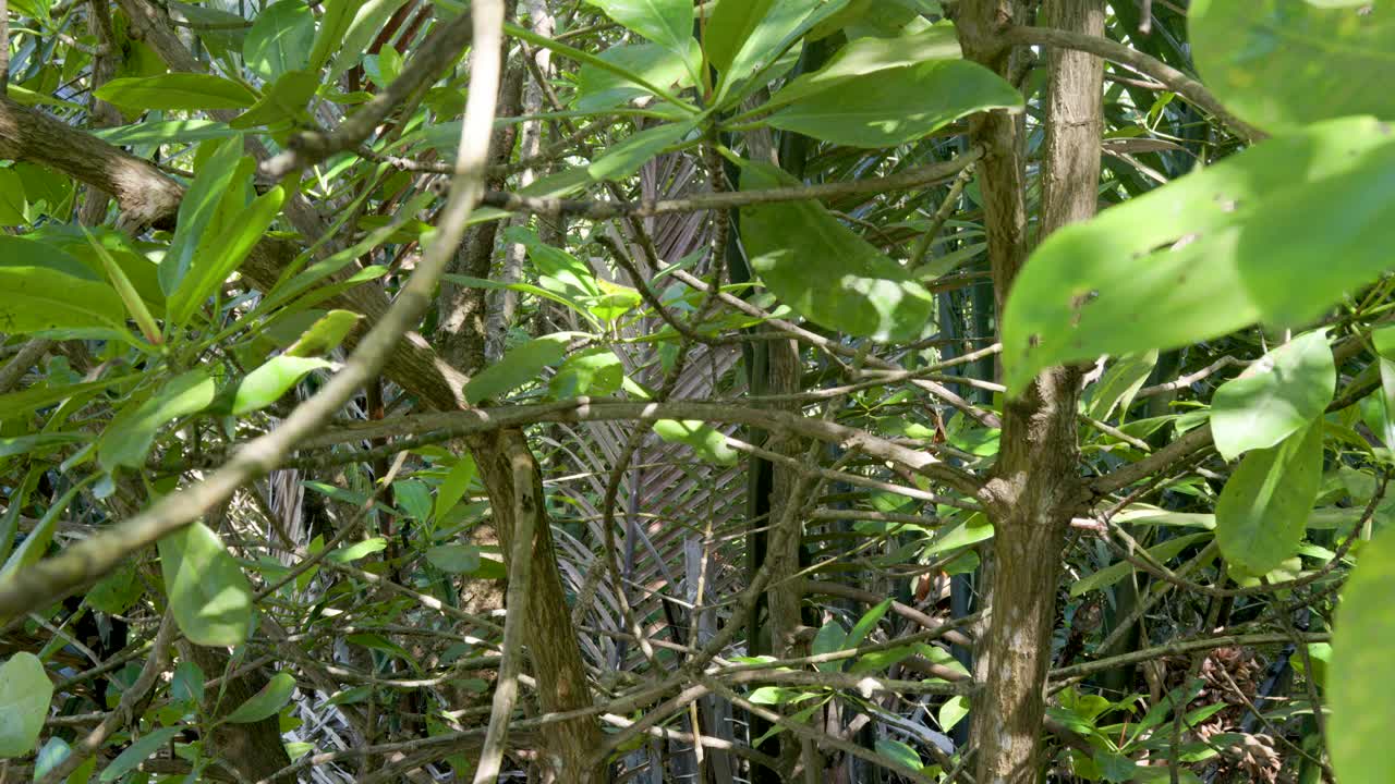 在阴凉的红树林(盐生植物)的观点，保护暴露在烈日和强风视频素材