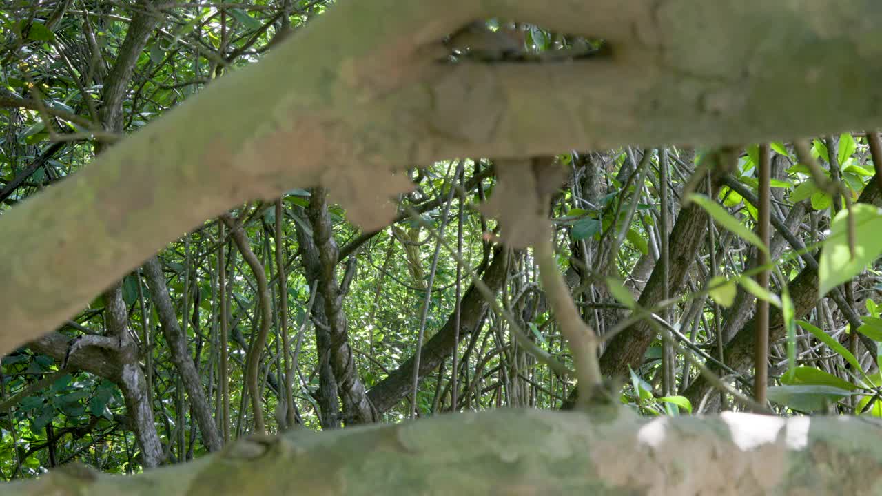 在阴凉的红树林(盐生植物)的观点，保护暴露在烈日和强风视频素材