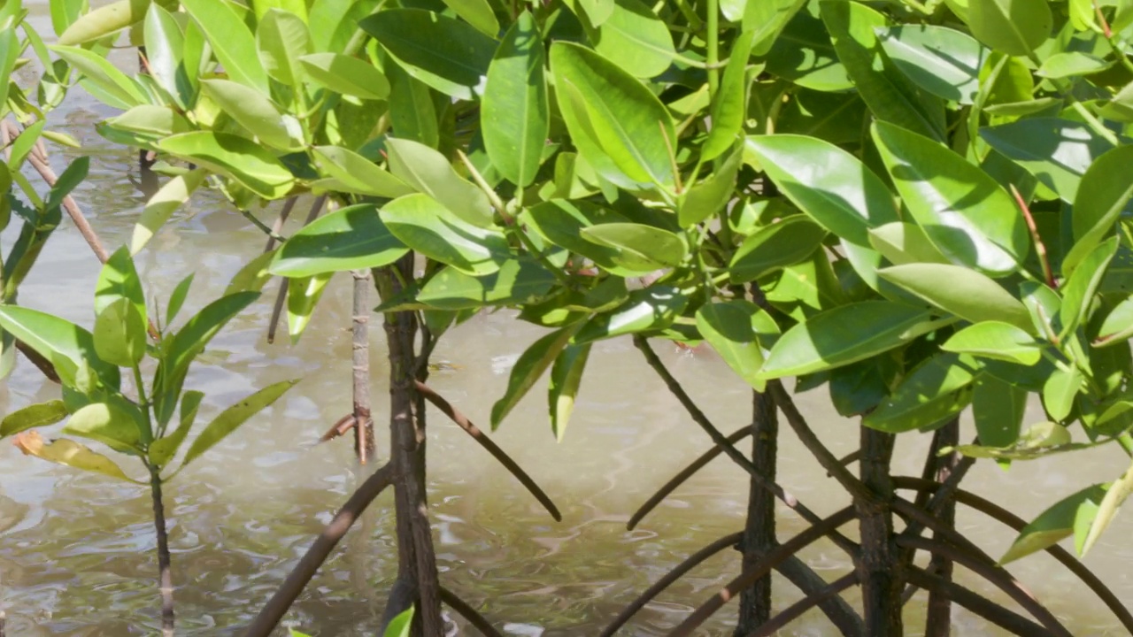 一群年轻的红树林植物(盐生植物)，为海岸红树林再造林计划而种植视频素材