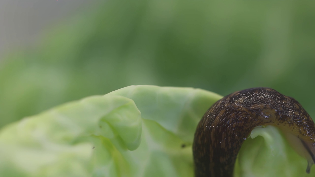 一个普通的灰色野蛞蝓(deroceras, reticulatum)爬上绿色卷心菜叶子的特写微距视频视频下载