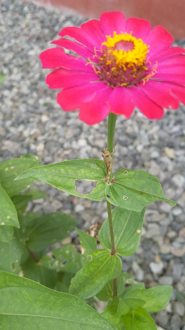 垂直视频百日菊花在一个花园视频素材