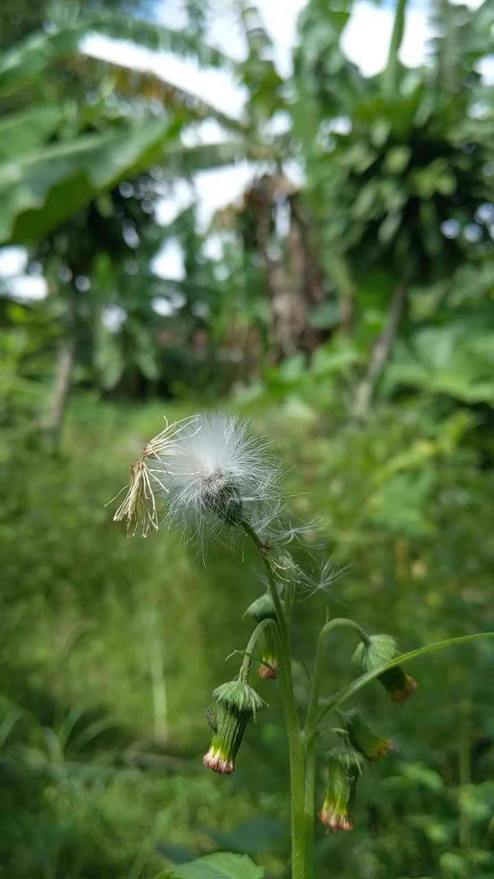 垂直视频，白色蒲公英在花园视频素材