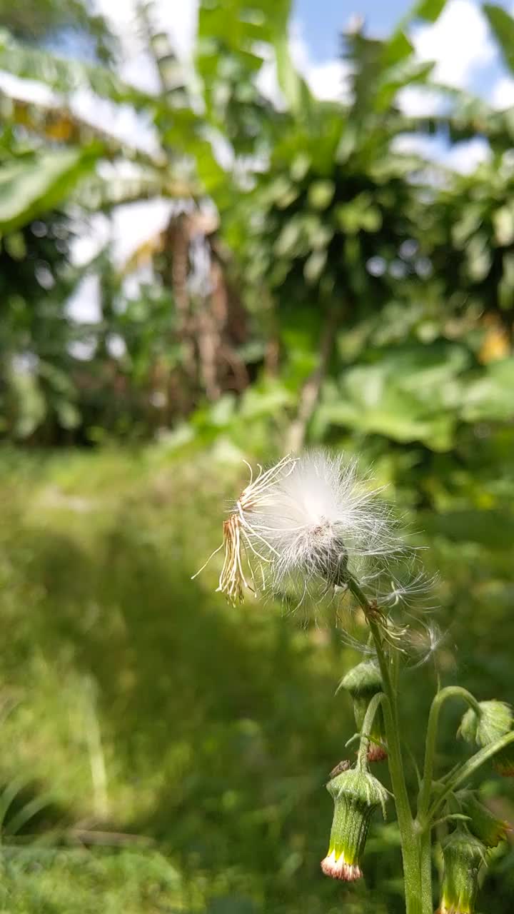 垂直视频，白色蒲公英在花园视频素材