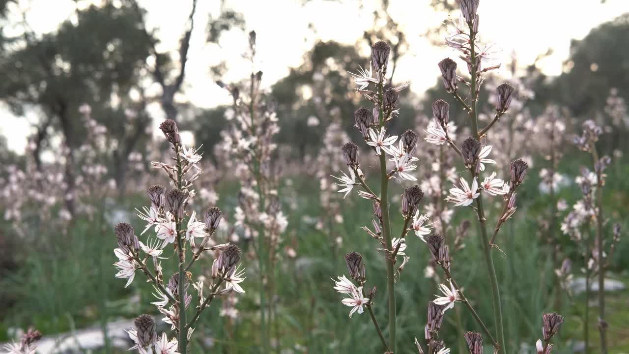 春天在草地上盛开的野花视频素材