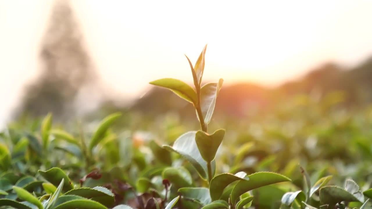 绿茶树的叶子田新鲜的年轻嫩芽在农场在夏天的早晨草药。阳光在有机农场种植茶树。早晨，树茶树绿植自然视频素材